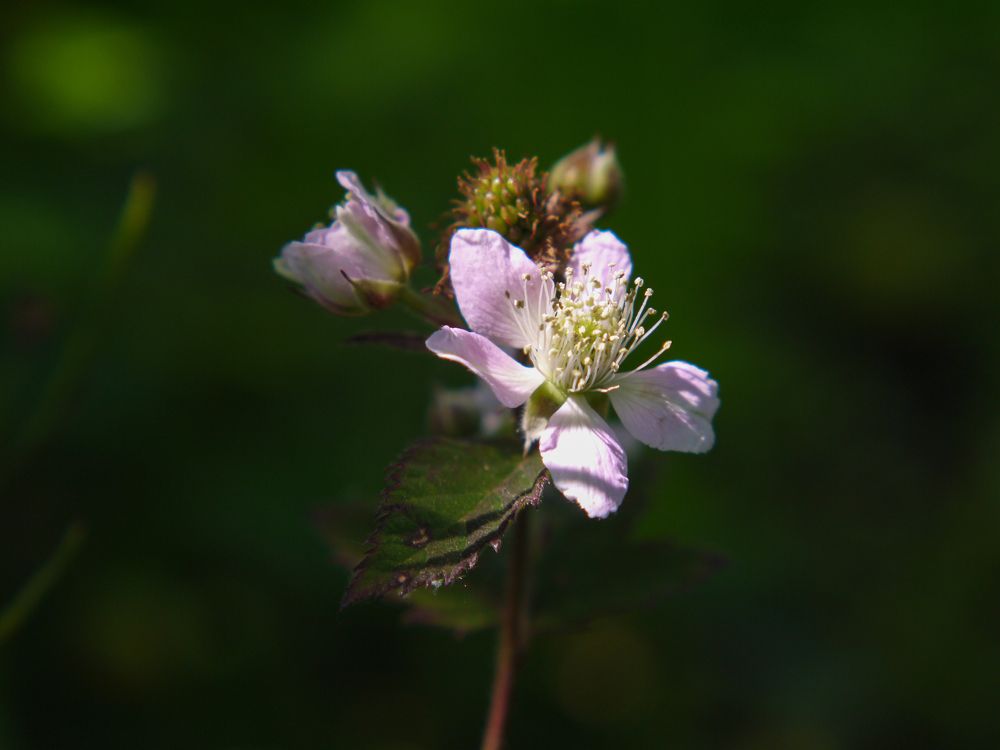 Photograph by Баженова Наталья