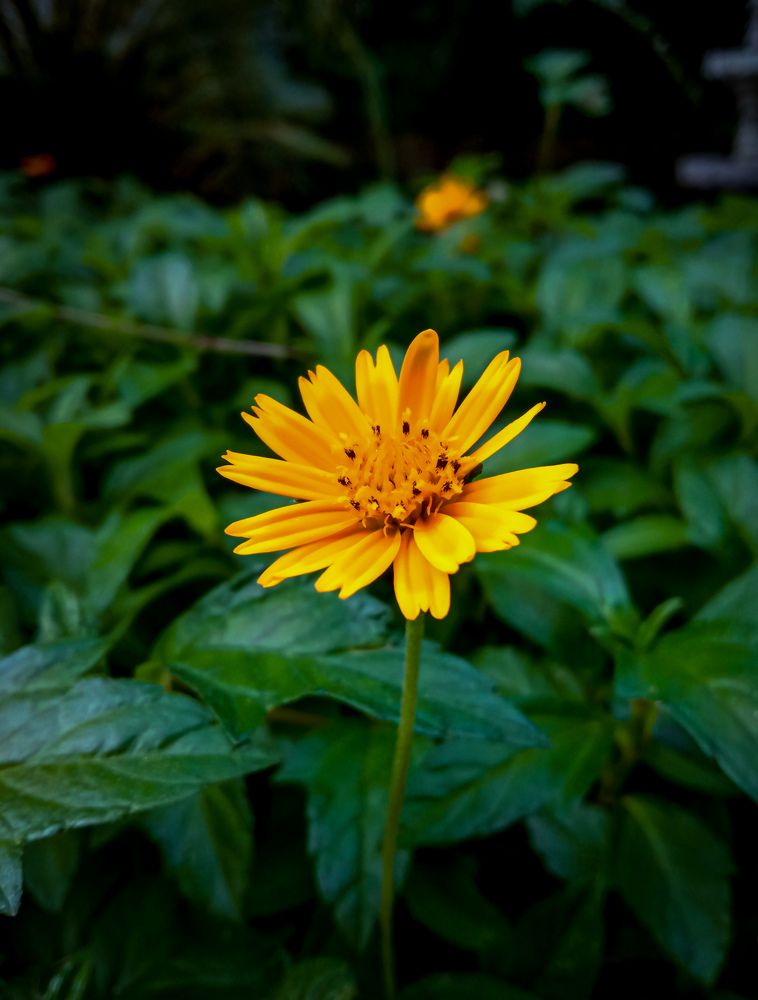 Photograph by Kishan Upadhyay