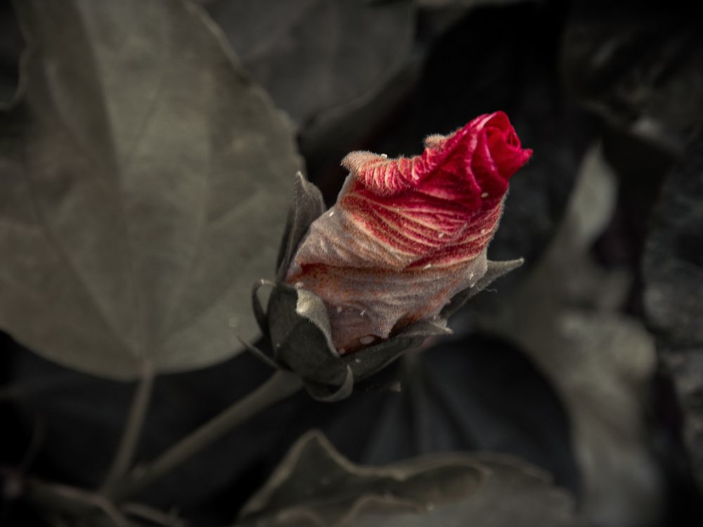 Photograph by Massiel Viguera