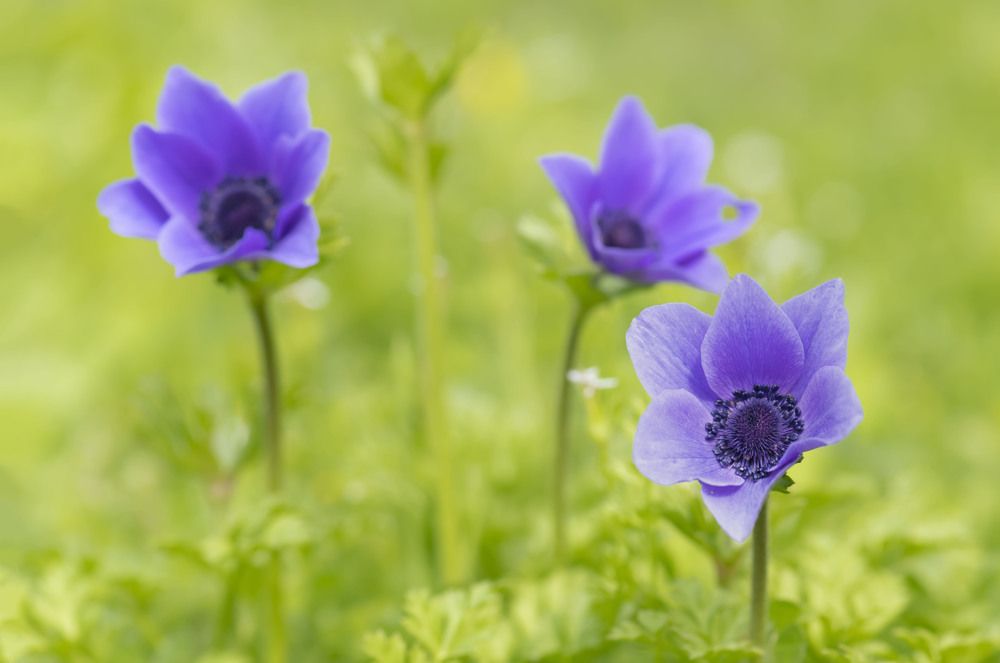 Фотография автора Neslihan Taylan Tülbentci