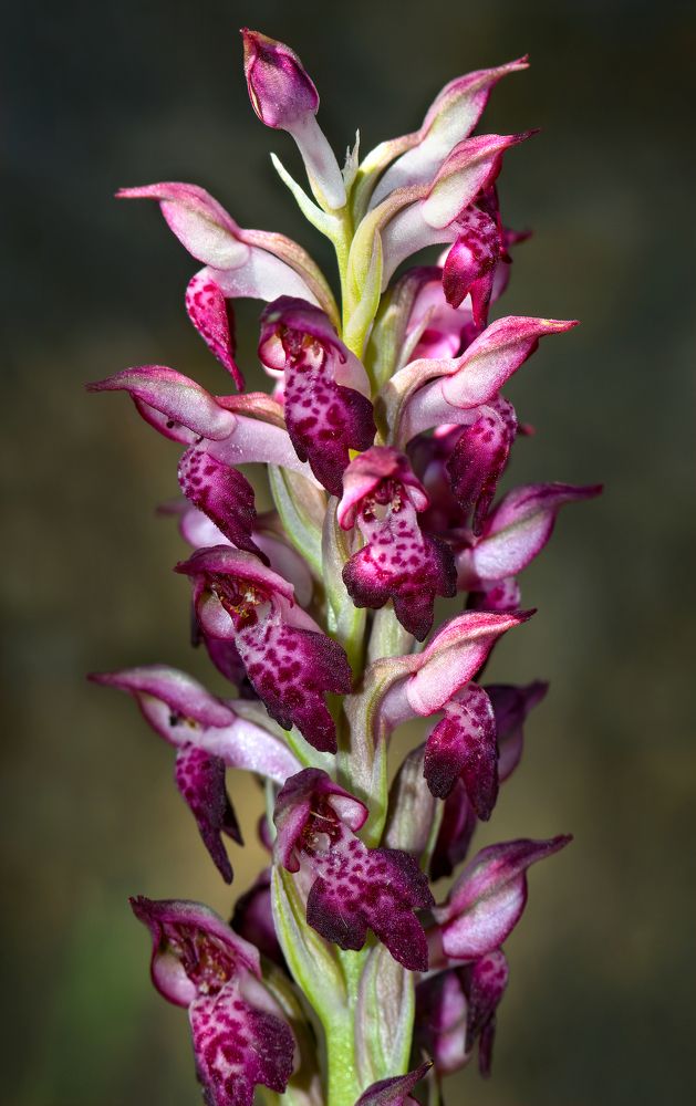 Фотография автора Neslihan Taylan Tülbentci