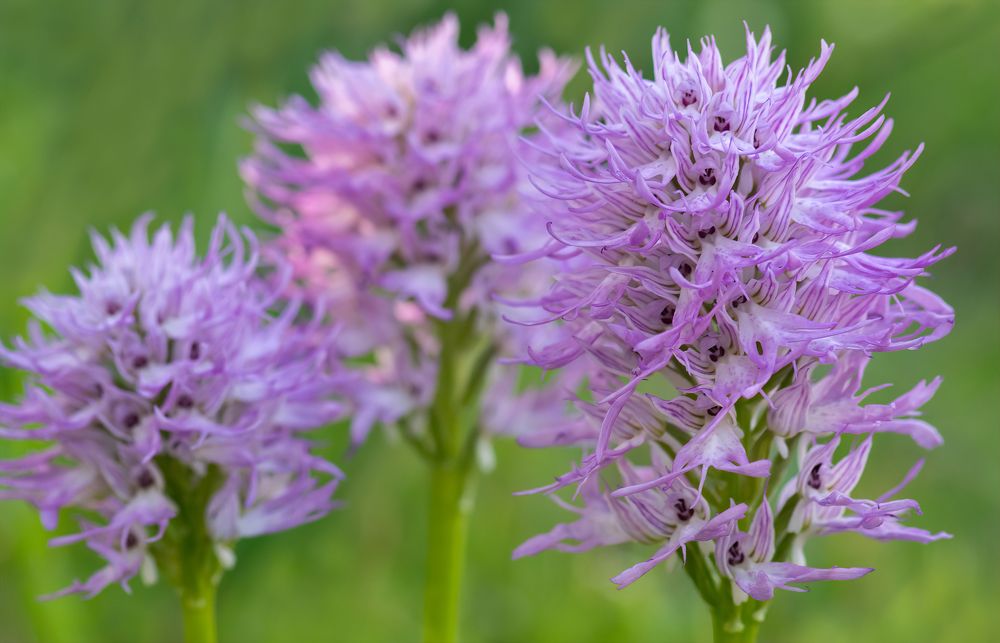 Фотография автора Neslihan Taylan Tülbentci