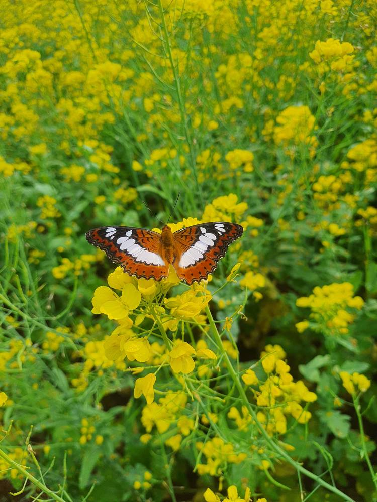 Photograph by Smriti lekha Daripa