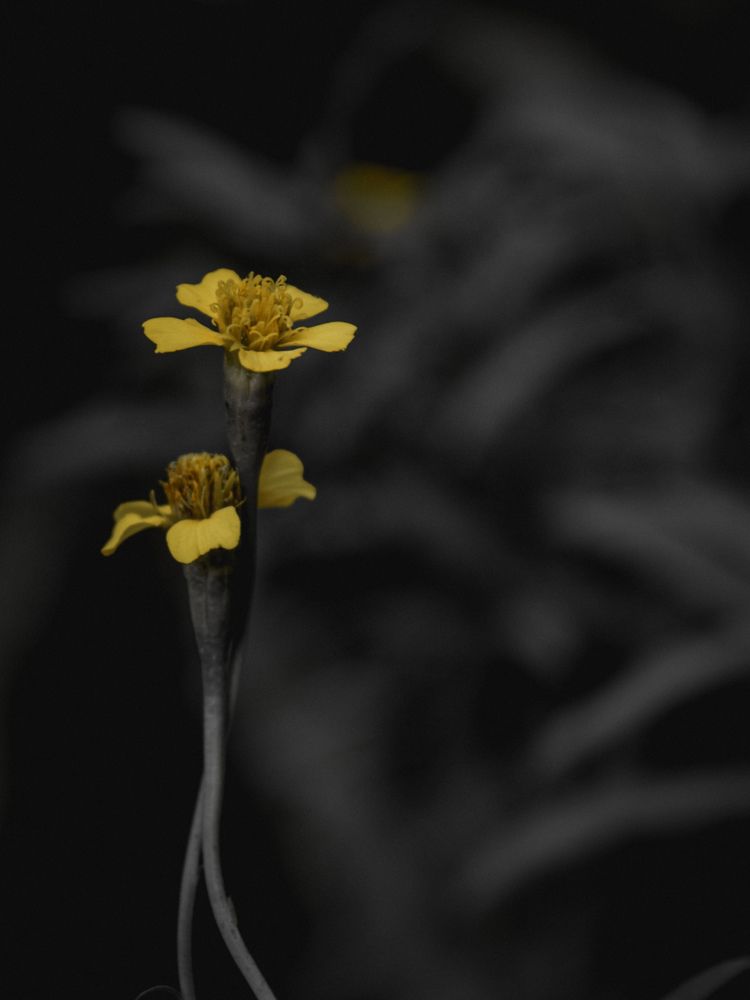 Photograph by Massiel Viguera