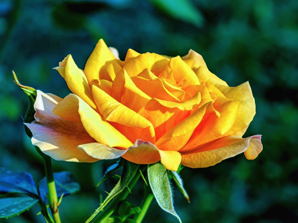 Роза при солнечном свете утра..