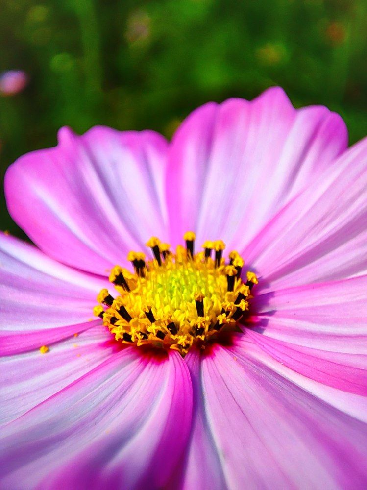 Фотография автора Debdutt Saha