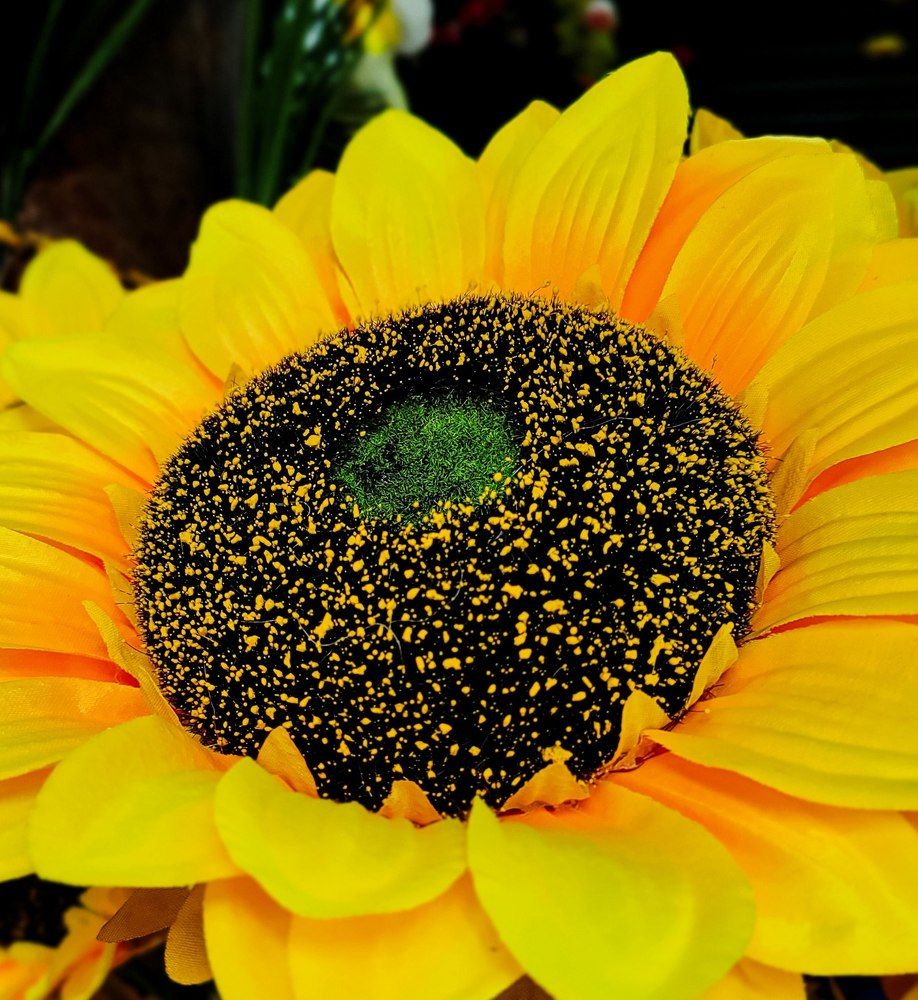 Фотография автора Debdutt Saha