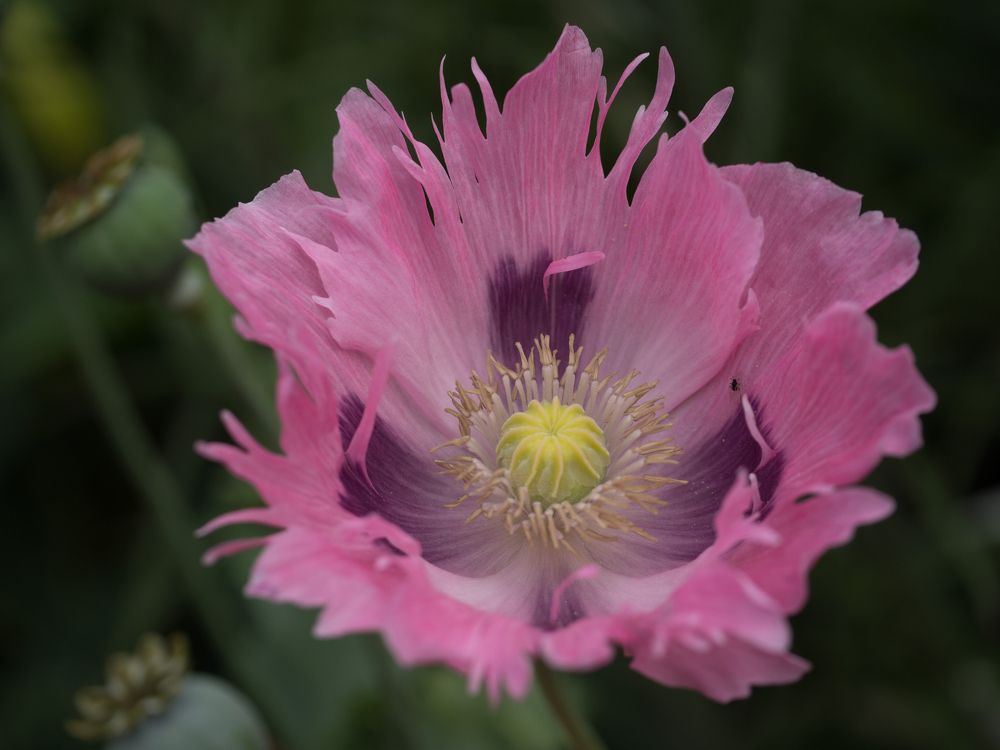 Photograph by Руслан Гончар