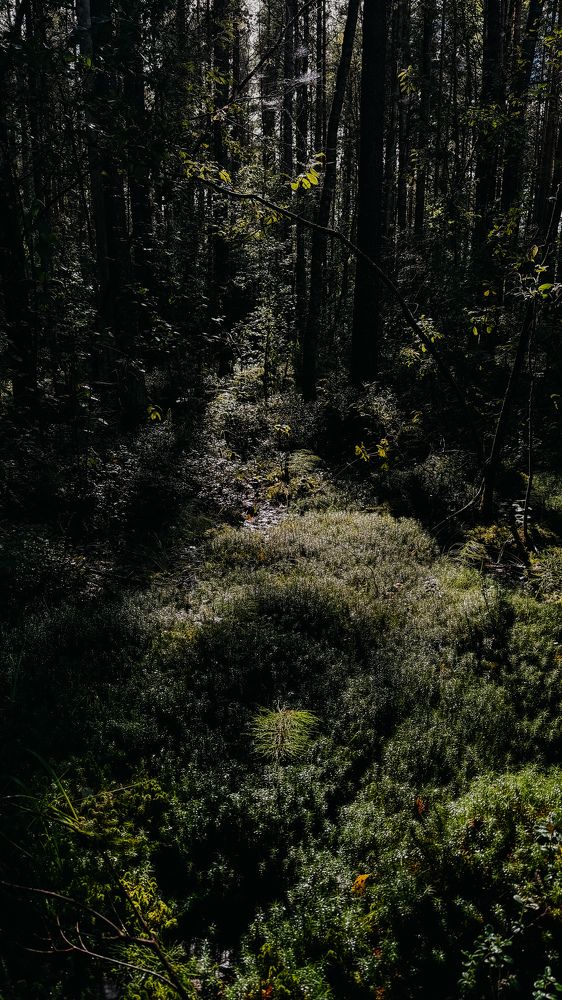 Photograph by Алёна Мозжухина