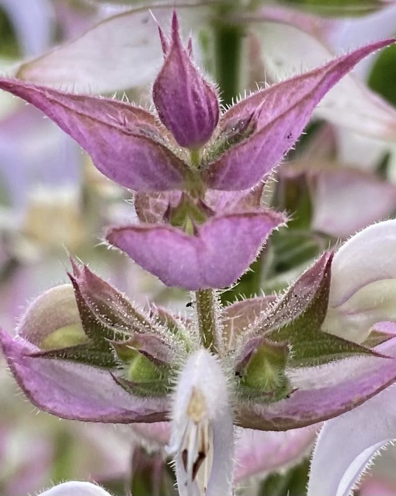 Photograph by Светлана Станевич