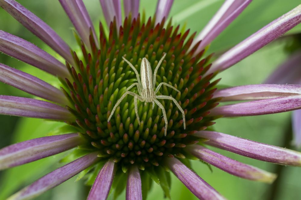 Photograph by Николай Лысцев