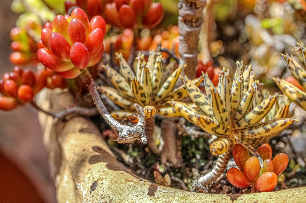 SUCCULENTS IN A POT