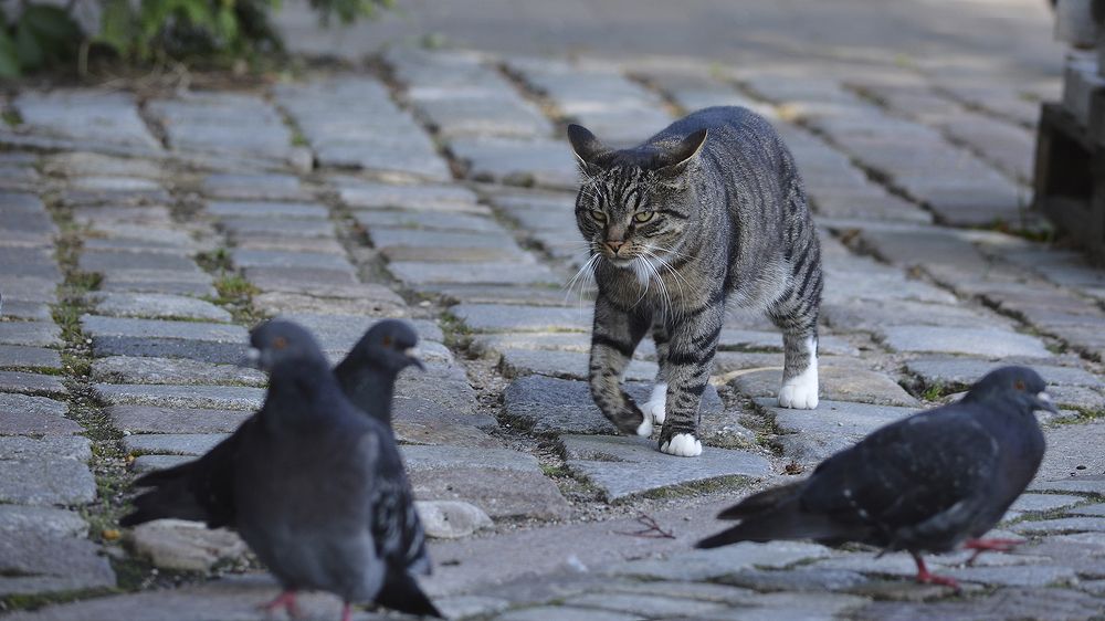 Photograph by Алексей Парамонов