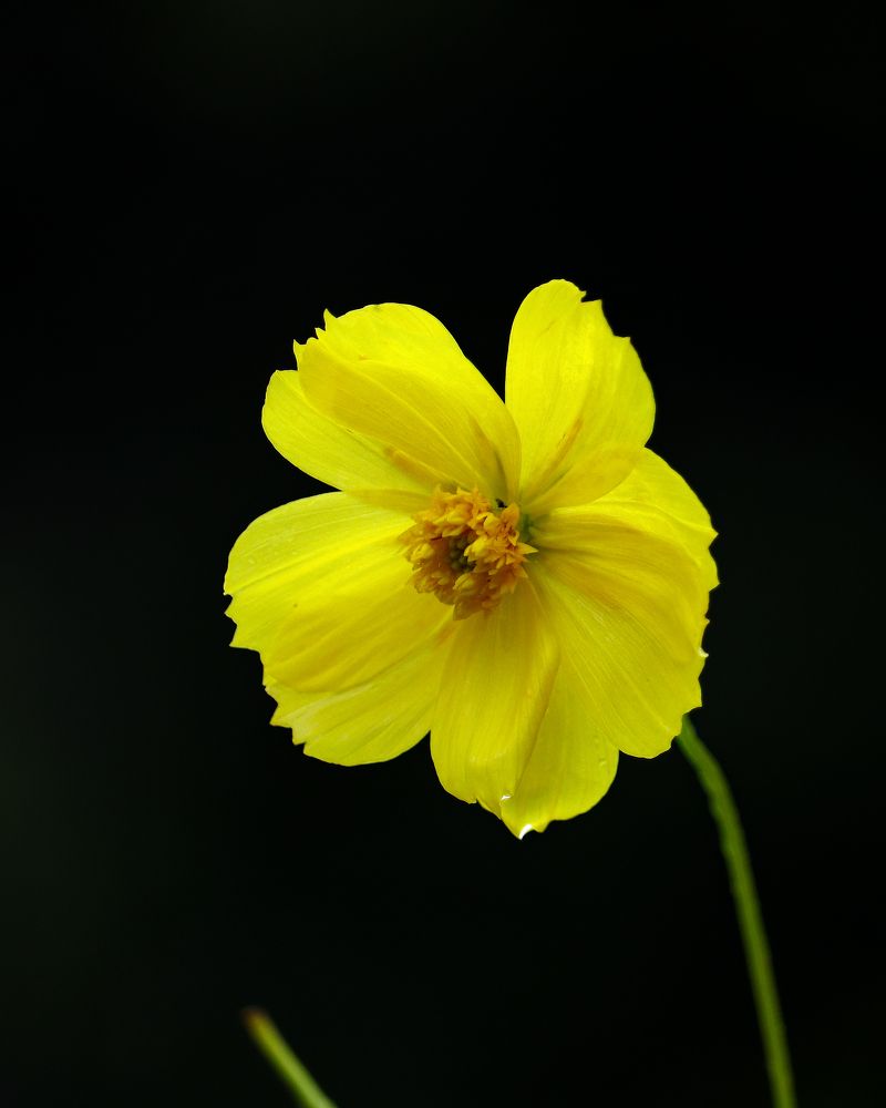 Yellow Bloom