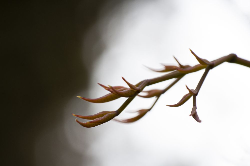 Photograph by Amin Ahanpoushi