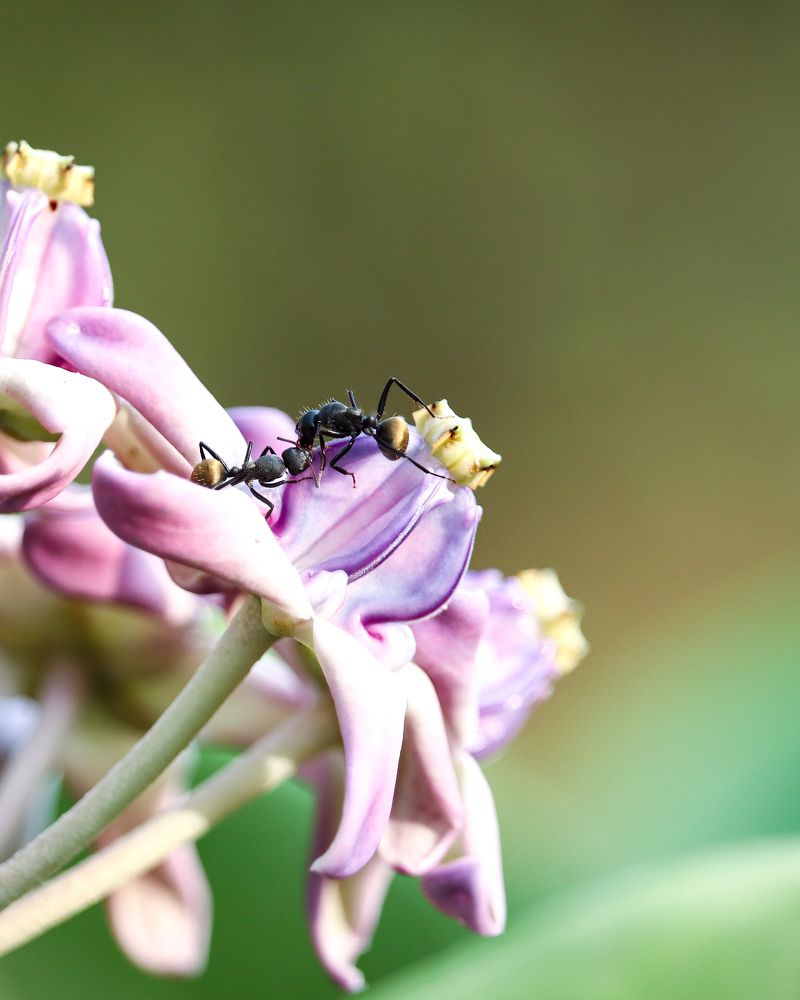 Ants conversation on the Calotropis flower