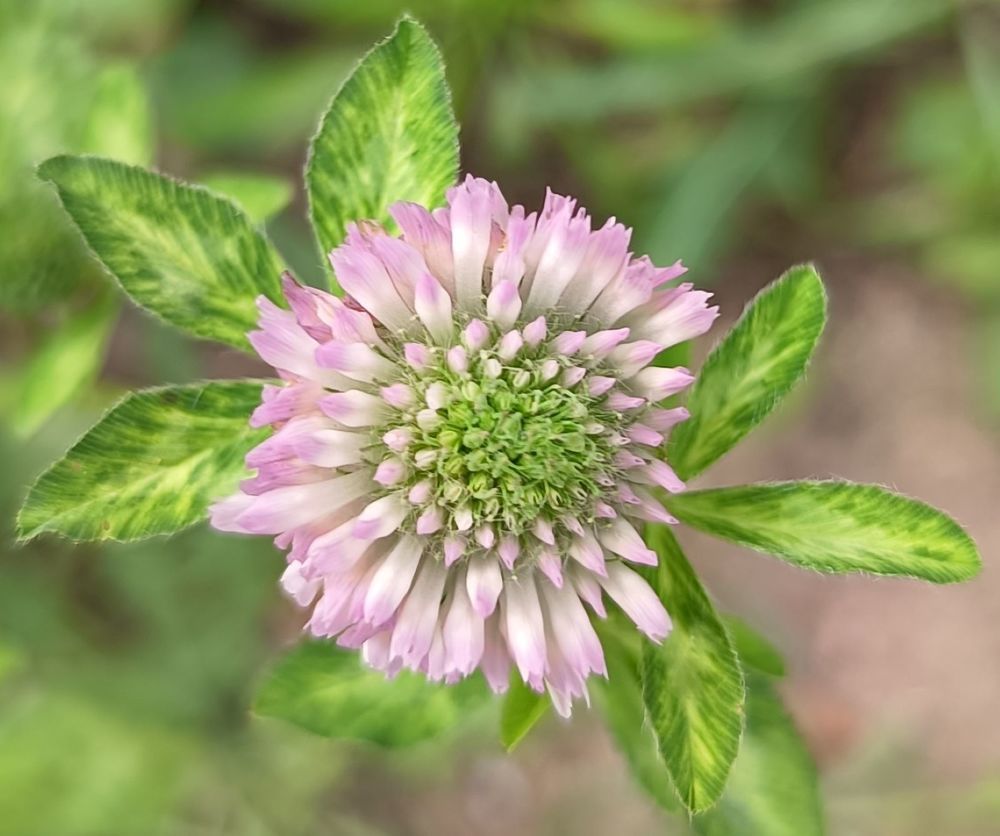 Фотография автора Елена Александрова