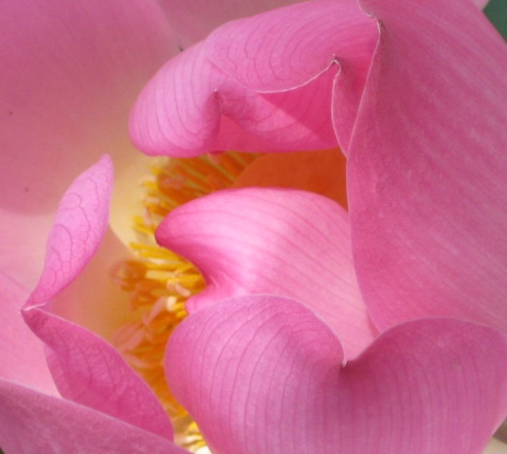 Фотография автора Елена Александрова