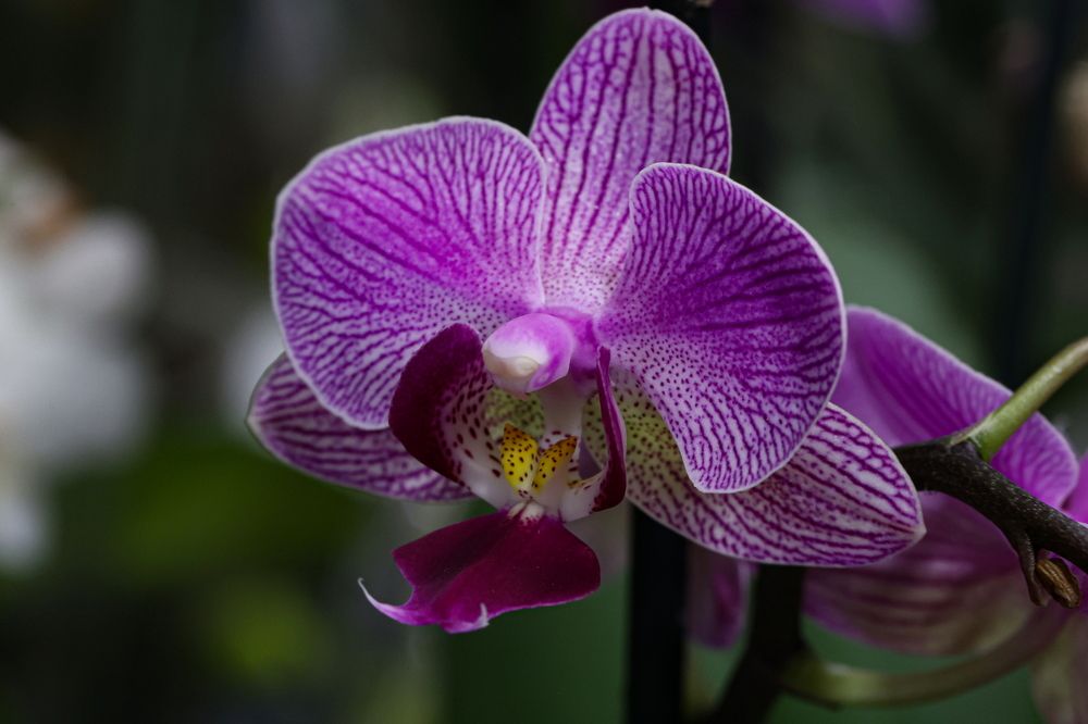 Photograph by Борис Лишневский