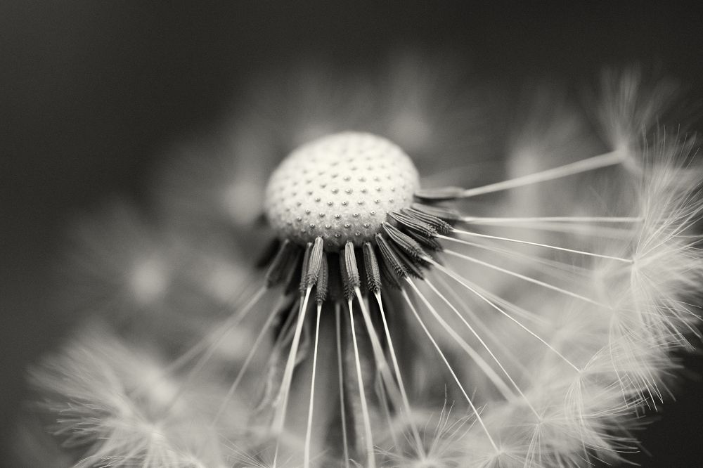 Фотография автора Василев Теодор