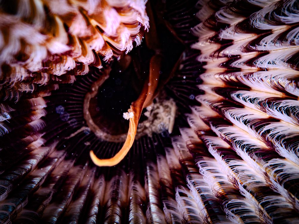 Photograph by Alexander Plakida