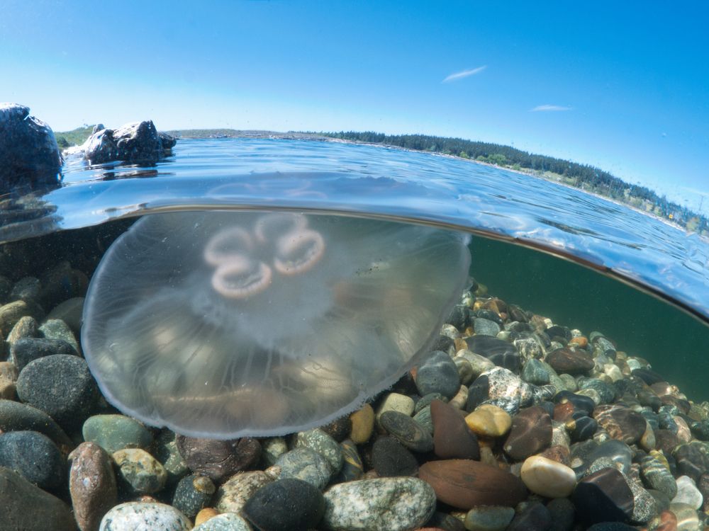 Photograph by Shuo-Wei Chang