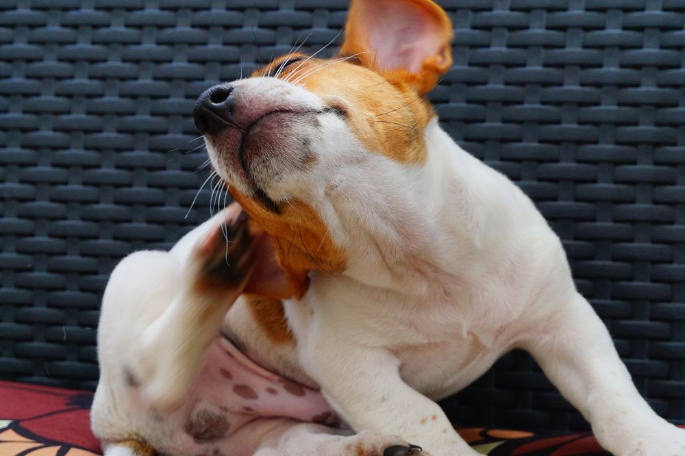 Photograph by Божидар Атанасов