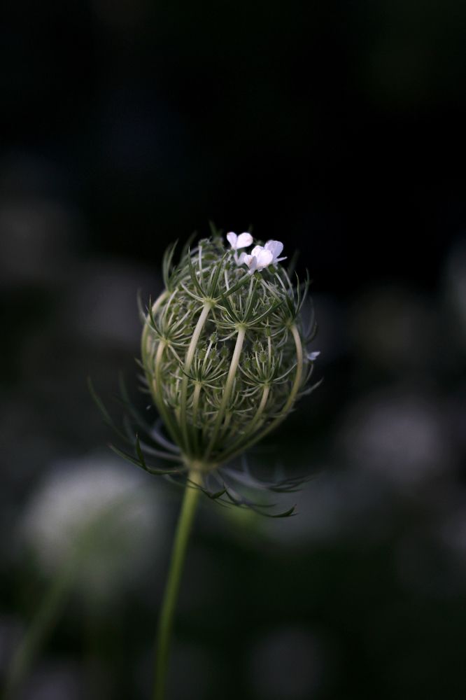 Photograph by Katerina Makhtadui