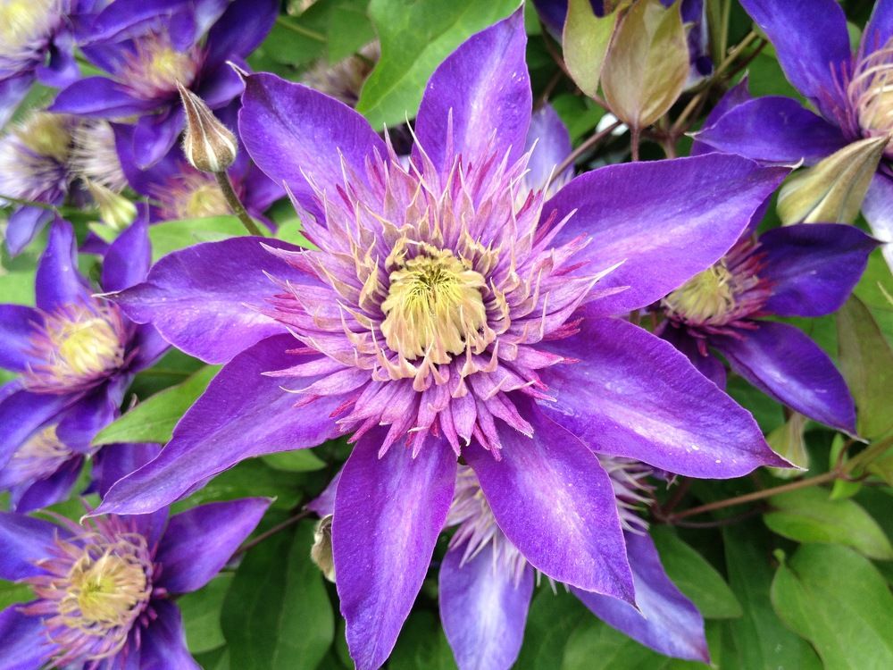 St. Clematis