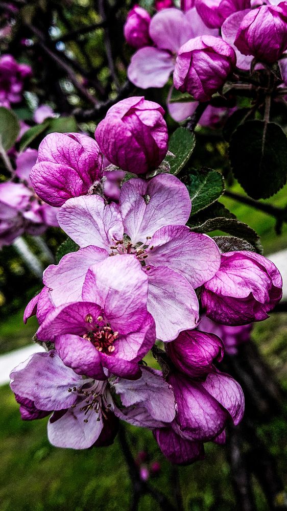 Фотография автора Elena Ku