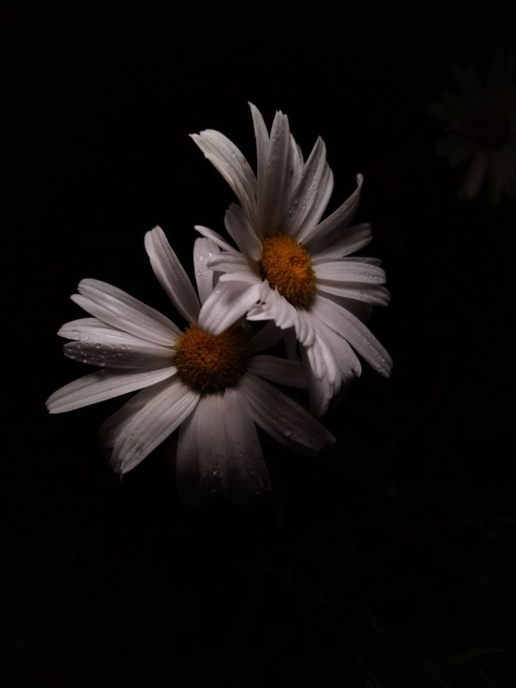 Photograph by Alexander Svetlov