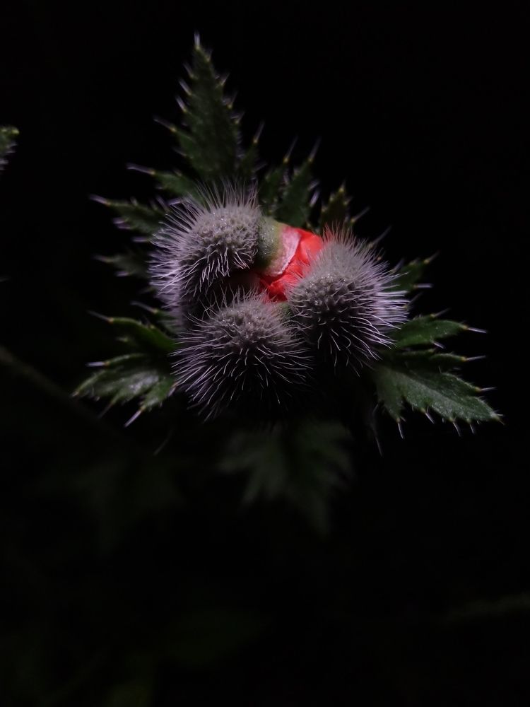 Photograph by Alexander Svetlov