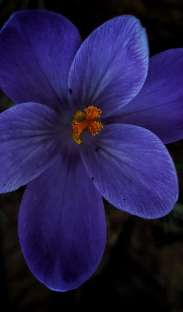 Photograph by Alexander Svetlov