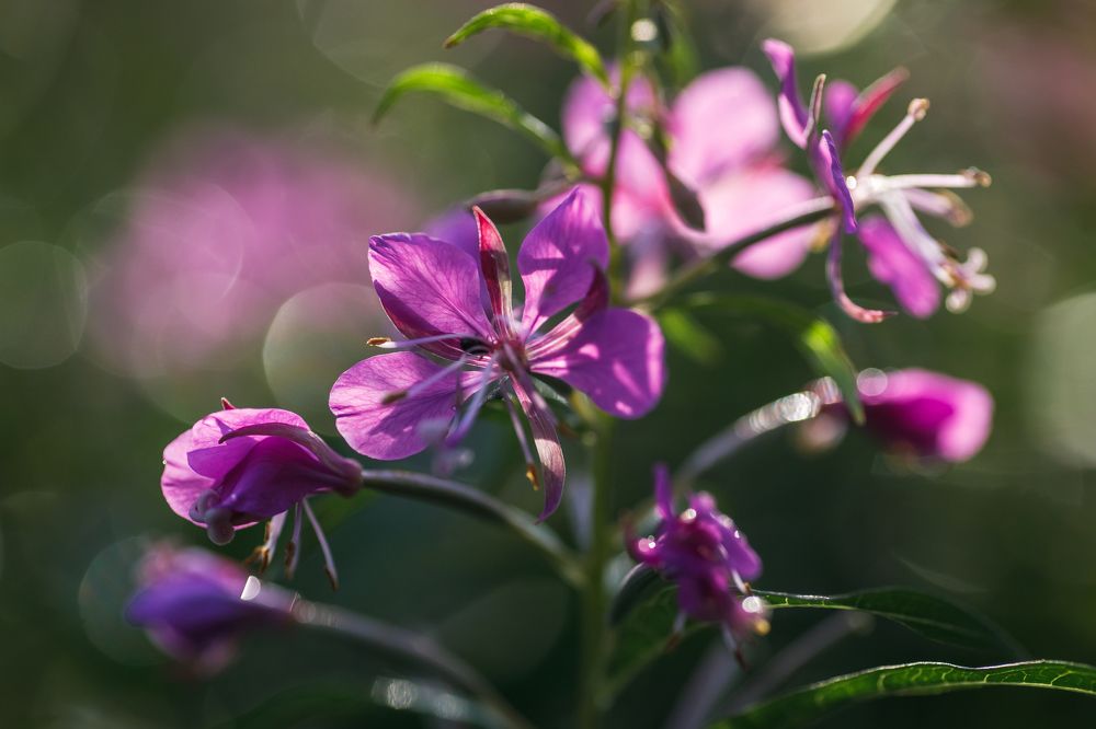 Photograph by Мария Казакова