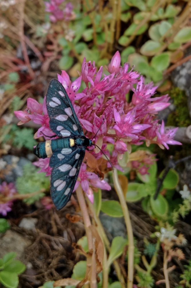 Лжепестрянка