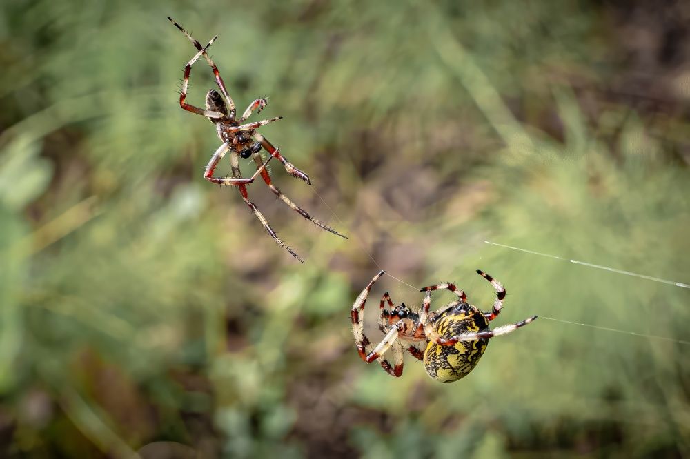 Photograph by Игорь Иванов