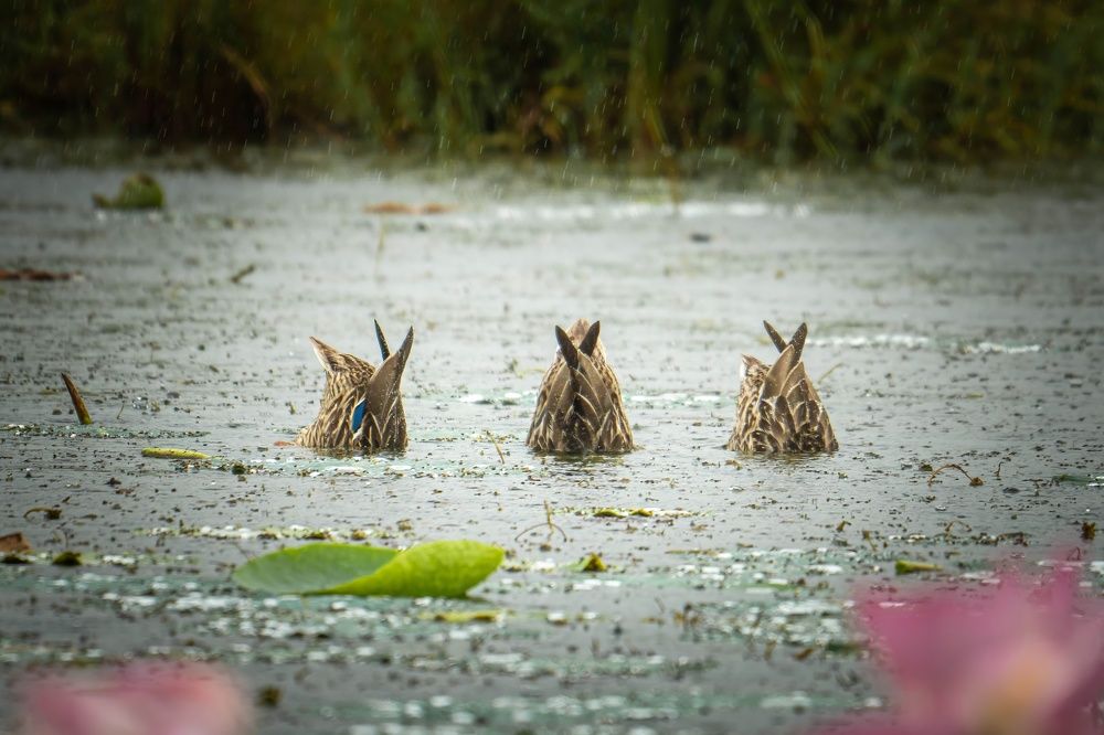 Синхронное плавание