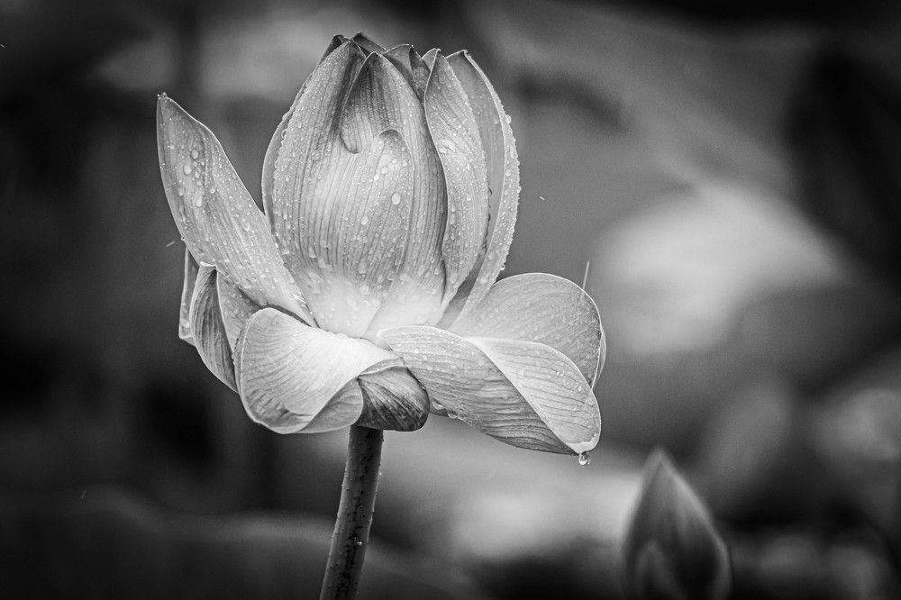 Photograph by Игорь Иванов