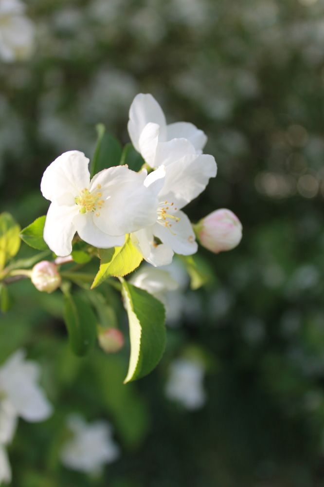 Photograph by Любовь Лунина