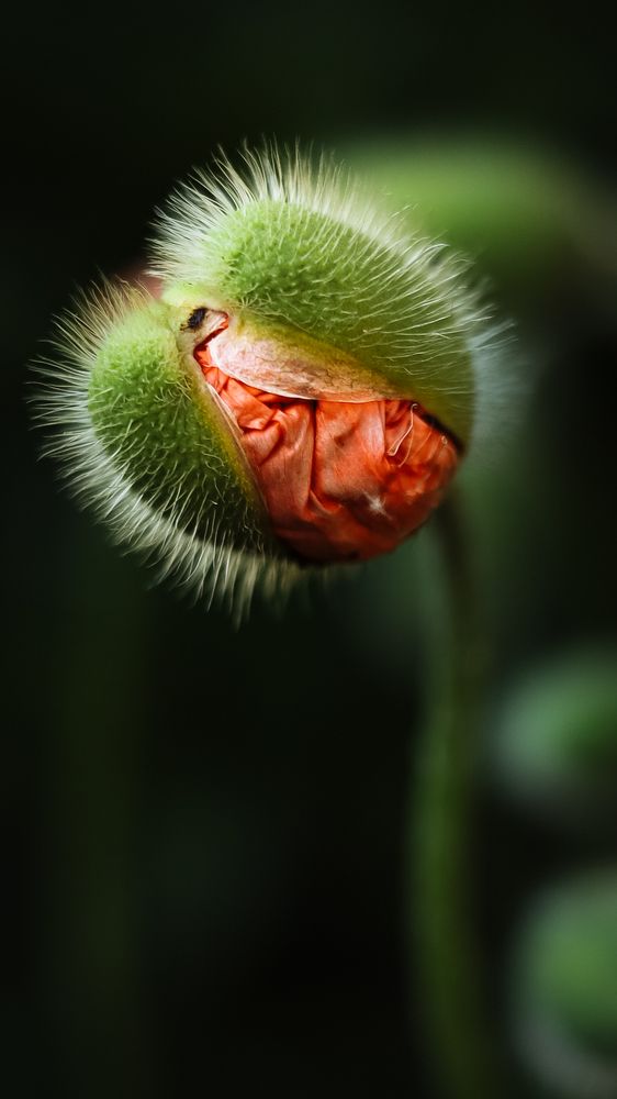 Photograph by Наталья Лобанова