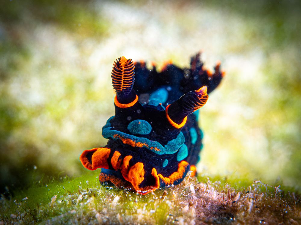 The place where the grass is always greener