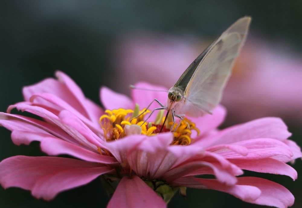 Фотография автора Кристина Тяттэ