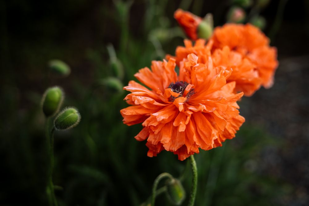 Photograph by Наталья Лобанова