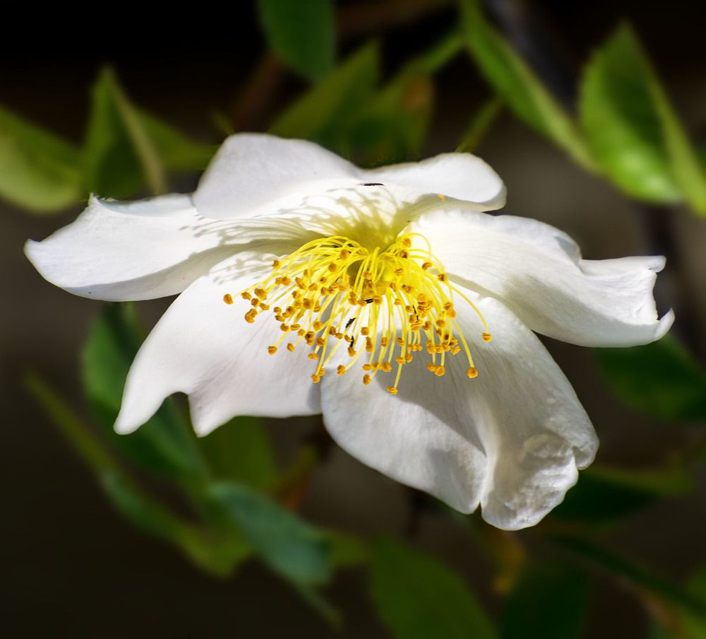 Шиповник полевой