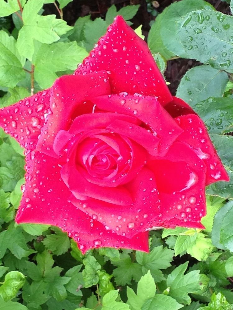 Photograph by Игорь Ребров