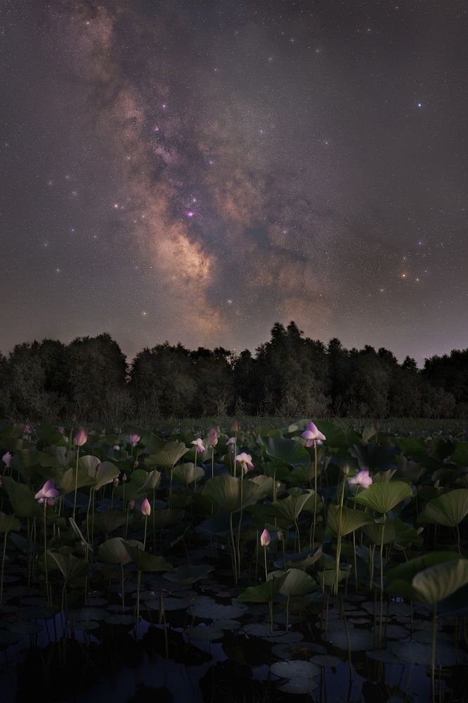 Лотосы и Млечный путь