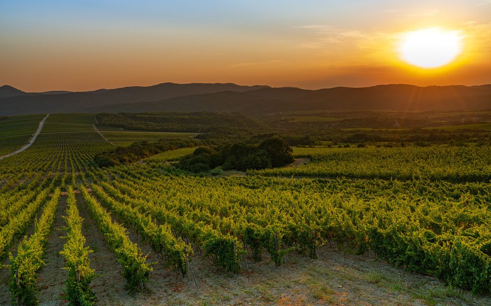 Виноградники Абрау-Дюрсо