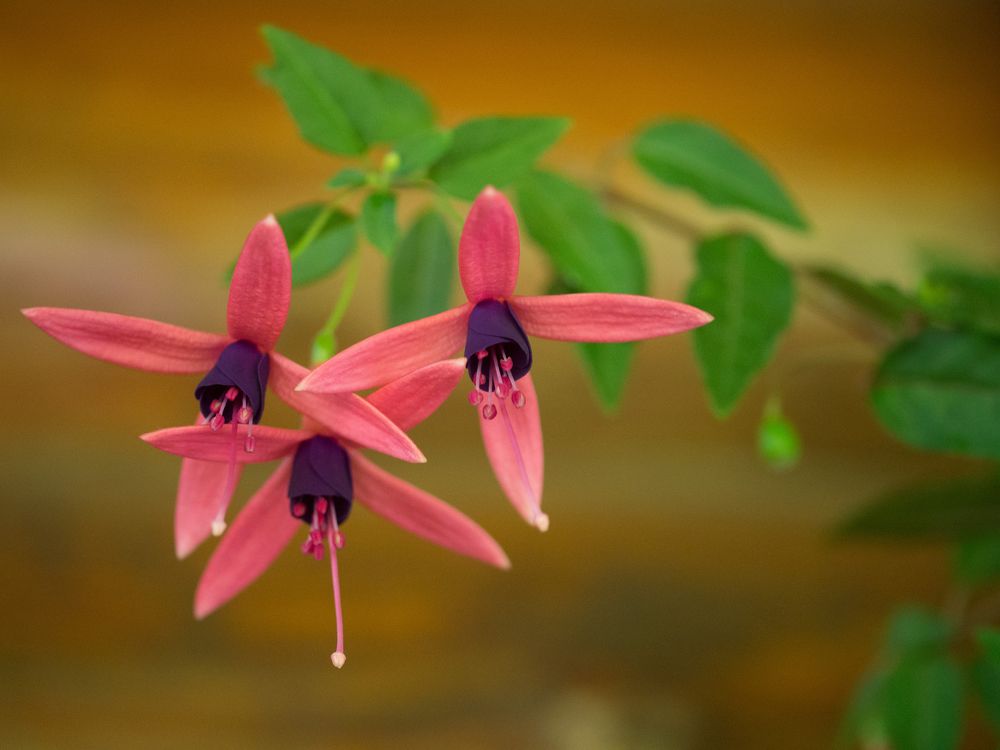 Photograph by Руслан Гончар