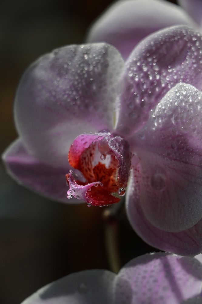 Фотография автора Кристина Тяттэ