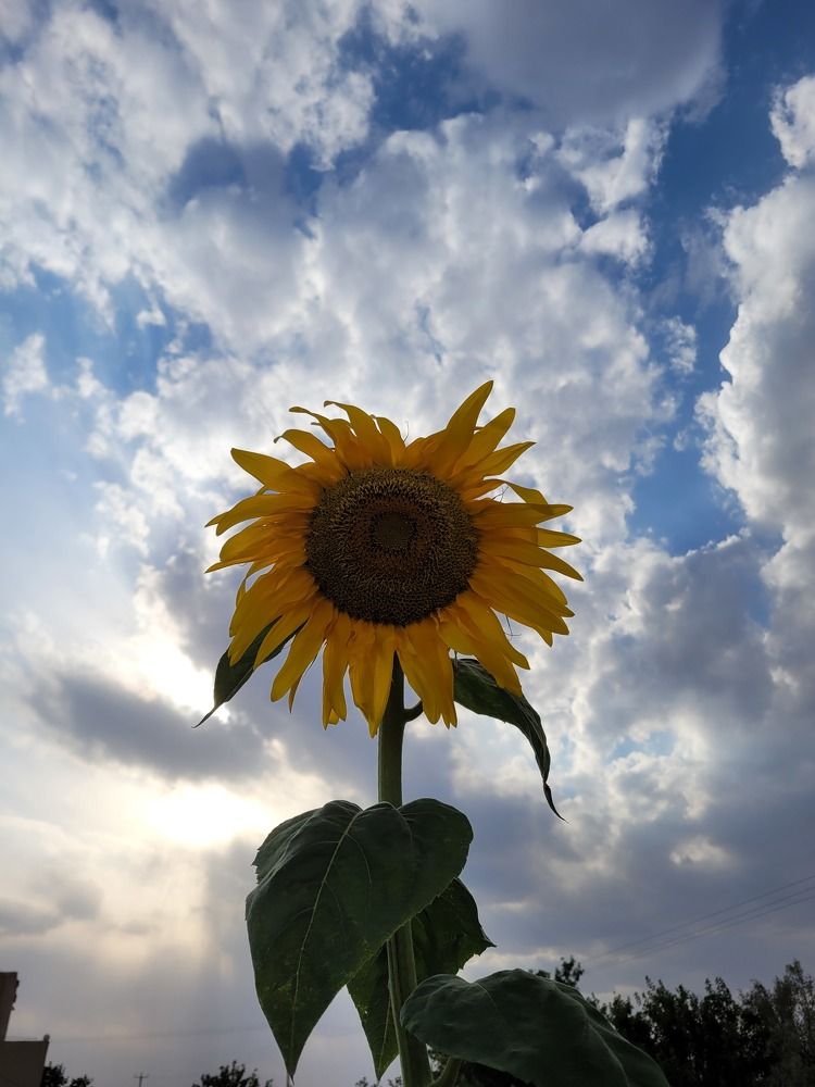 Photograph by hana hakima